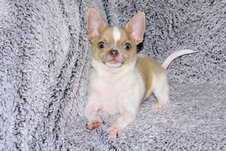 Devin - fawn spotted on white smoothcoat male chihuahua puppy