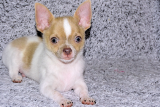 Devin - fawn spotted on white smoothcoat male chihuahua puppy