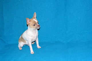 Devin - fawn spotted on white smoothcoat male chihuahua puppy