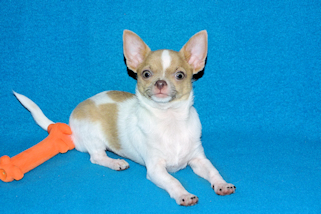 Devin - fawn spotted on white smoothcoat male chihuahua puppy