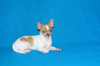 Devin - fawn spotted on white smoothcoat male chihuahua puppy