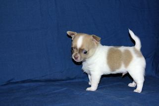 Devin - fawn spotted on white smoothcoat male chihuahua puppy