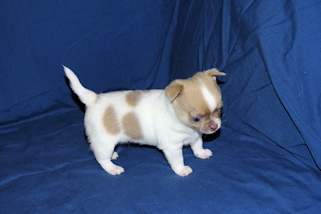 Devin - fawn spotted on white smoothcoat male chihuahua puppy