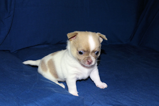 Devin - fawn spotted on white smoothcoat male chihuahua puppy