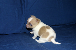 Devin - fawn spotted on white smoothcoat male chihuahua puppy