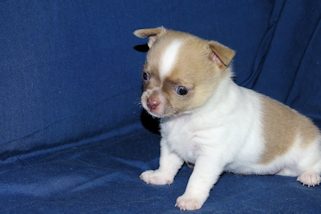 Devin - fawn spotted on white smoothcoat male chihuahua puppy