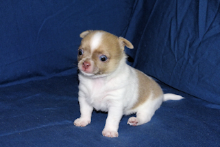 Devin - fawn spotted on white smoothcoat male chihuahua puppy