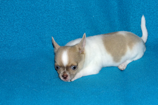 Devin - fawn spotted on white smoothcoat male chihuahua puppy