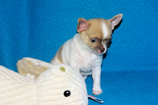 Devin - fawn spotted on white smoothcoat male chihuahua puppy