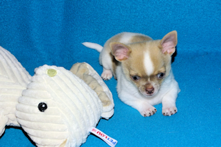 Devin - fawn spotted on white smoothcoat male chihuahua puppy
