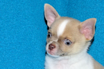 Devin - fawn spotted on white smoothcoat male chihuahua puppy