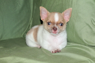 Devin - fawn spotted on white smoothcoat male chihuahua puppy