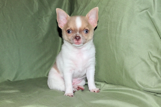 Devin - fawn spotted on white smoothcoat male chihuahua puppy
