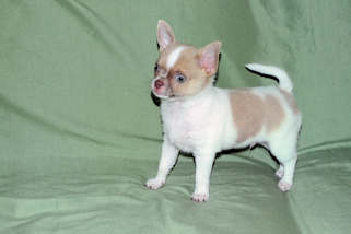 Devin - fawn spotted on white smoothcoat male chihuahua puppy