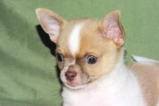 Devin - fawn spotted on white smoothcoat male chihuahua puppy