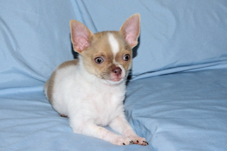 Devin - fawn spotted on white smoothcoat male chihuahua puppy