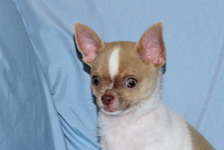 Devin - fawn spotted on white smoothcoat male chihuahua puppy