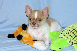 Devin - fawn spotted on white smoothcoat male chihuahua puppy