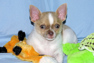 Devin - fawn spotted on white smoothcoat male chihuahua puppy