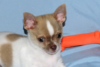 Devin - fawn spotted on white smoothcoat male chihuahua puppy