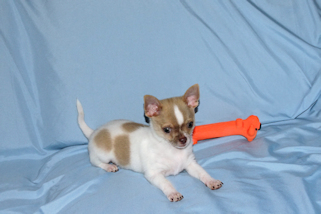 Devin - fawn spotted on white smoothcoat male chihuahua puppy
