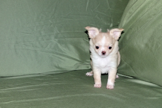 Janie- Fawn with white markings Longcoat Female Chihuahua puppy