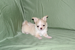 Janie- Fawn with white markings Longcoat Female Chihuahua puppy