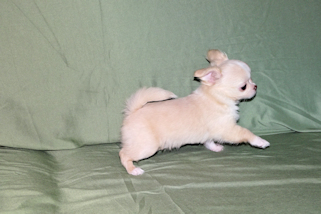 Janie- Fawn with white markings Longcoat Female Chihuahua puppy