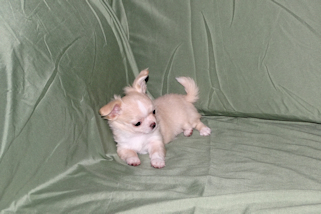 Janie- Fawn with white markings Longcoat Female Chihuahua puppy