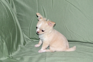 Janie- Fawn with white markings Longcoat Female Chihuahua puppy
