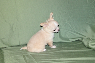 Janie- Fawn with white markings Longcoat Female Chihuahua puppy