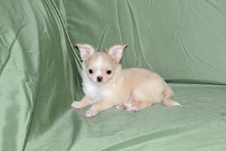 Janie- Fawn with white markings Longcoat Female Chihuahua puppy