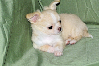 Janie- Fawn with white markings Longcoat Female Chihuahua puppy