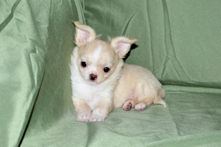 Janie- Fawn with white markings Longcoat Female Chihuahua puppy