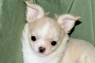 Janie- Fawn with white markings Longcoat Female Chihuahua puppy