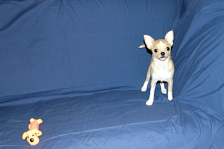 Lucky - Fawn with Black Sableing and Black Mask Smoothcoat Male Chihuahua puppy