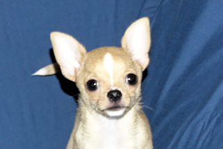 Lucky - Fawn with Black Sableing and Black Mask Smoothcoat Male Chihuahua puppy