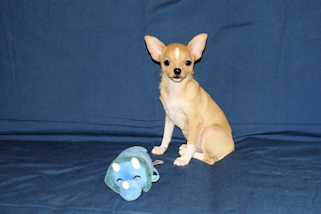 Lucky - Fawn with Black Sableing and Black Mask Smoothcoat Male Chihuahua puppy