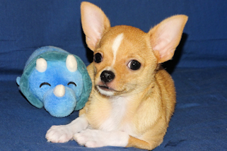 Lucky - Fawn with Black Sableing and Black Mask Smoothcoat Male Chihuahua puppy