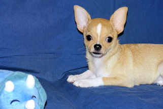 Lucky - Fawn with Black Sableing and Black Mask Smoothcoat Male Chihuahua puppy