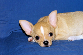 Lucky - Fawn with Black Sableing and Black Mask Smoothcoat Male Chihuahua puppy