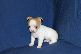 Marshmellow - Fawn spotted smoothcoat male chihuahua puppy