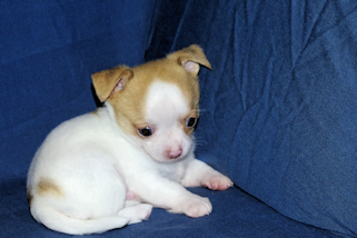 Marshmellow - Fawn spotted smoothcoat male chihuahua puppy
