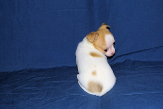 Marshmellow - Fawn spotted smoothcoat male chihuahua puppy