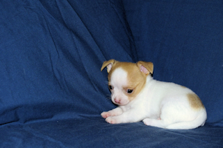 Marshmellow - Fawn spotted smoothcoat male chihuahua puppy