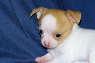Marshmellow - Fawn spotted smoothcoat male chihuahua puppy