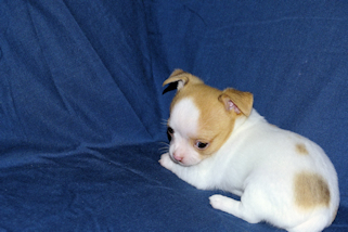 Marshmellow - Fawn spotted smoothcoat male chihuahua puppy