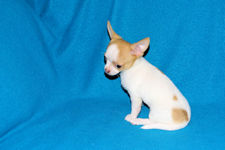 Marshmellow - Fawn spotted smoothcoat male chihuahua puppy