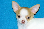 Marshmellow - Fawn spotted smoothcoat male chihuahua puppy