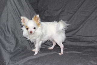 Mouse - Fawn Spotted on White Longcoat Male Chihuahua Puppy